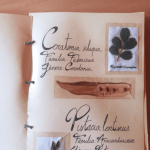 Alberg bassa barreta 2